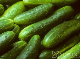 Монгол шим ХХК - Өргөст хэмх